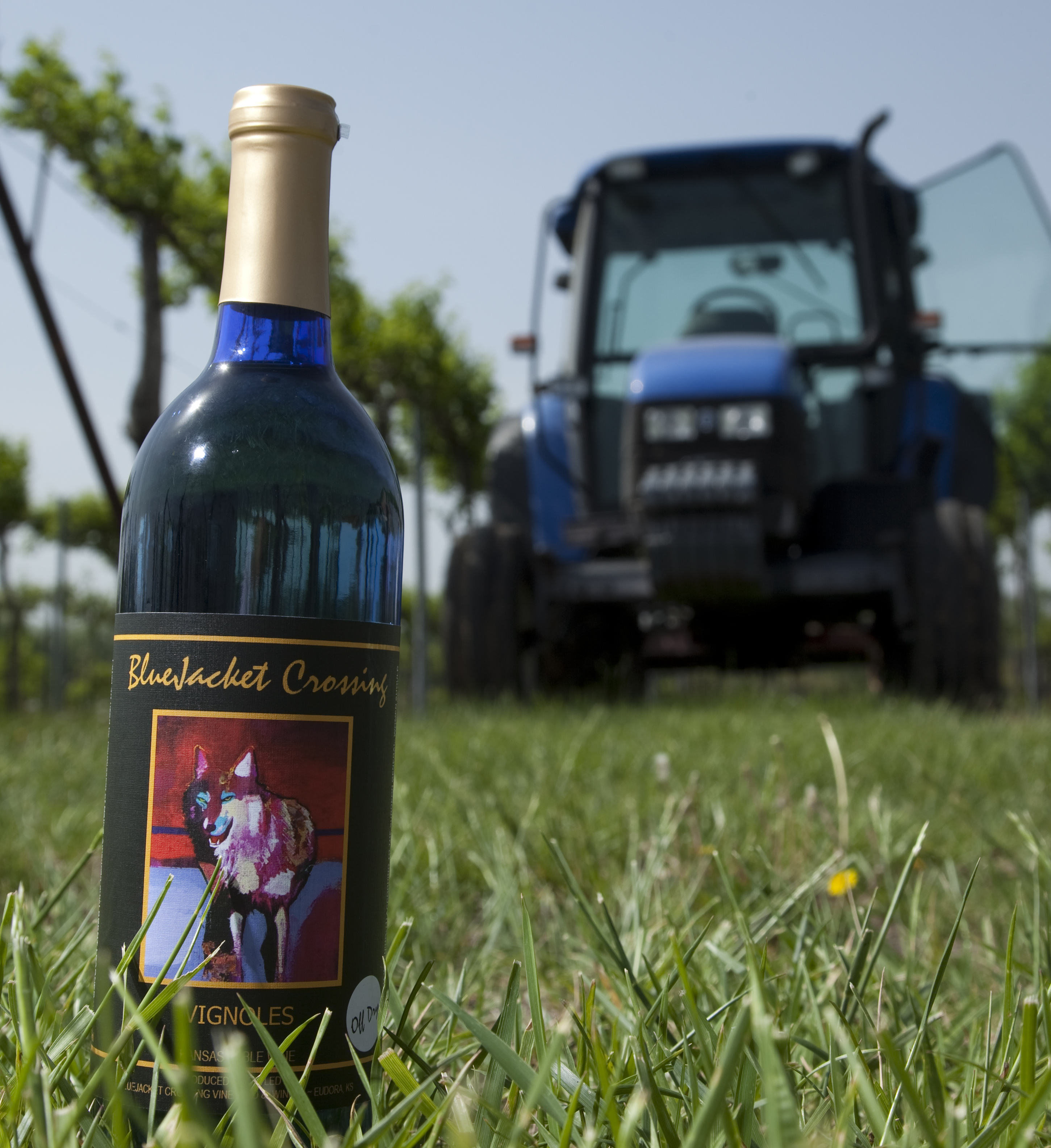 Grape stomp: Eudora's BlueJacket Crossing Vineyard and Winery